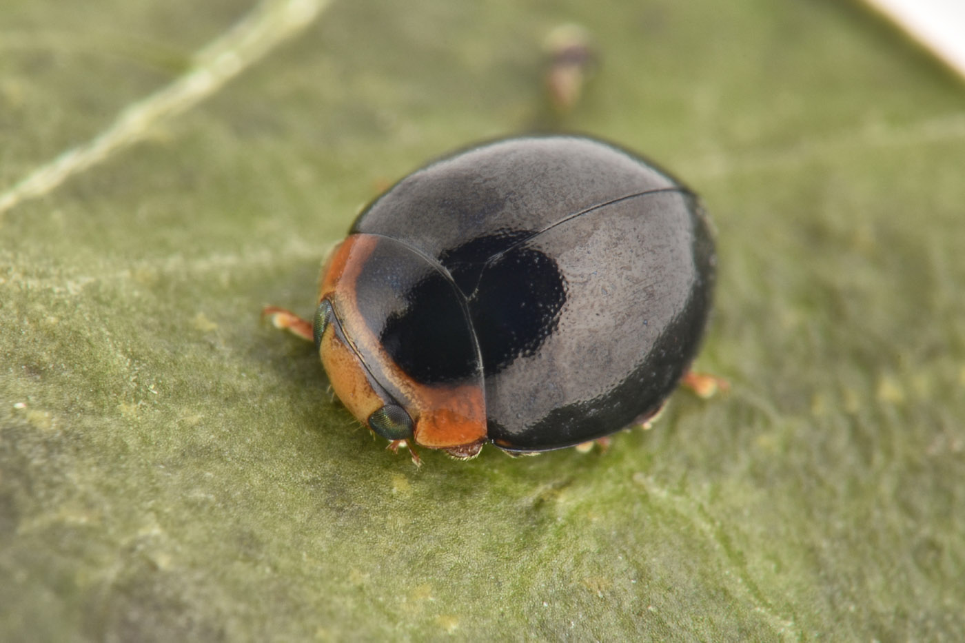 Coccinellidae: Hyperaspis sp? S.